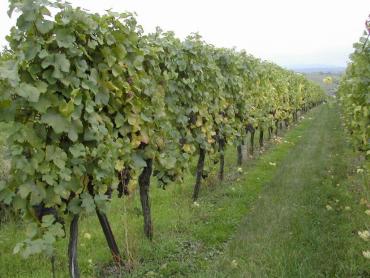 Vignes Balbronn