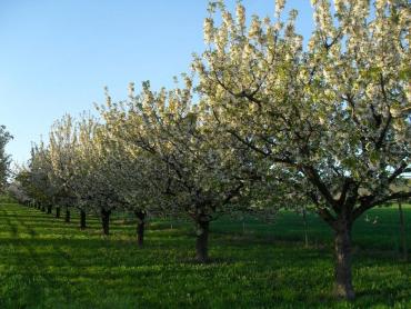 Cerisiers en fleurs