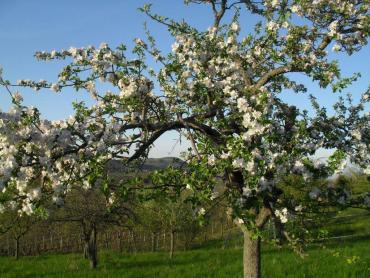 Arbre en fleur