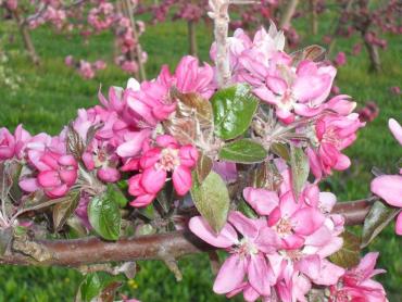 pommiers en fleurs